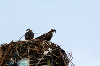 Osprey_0367