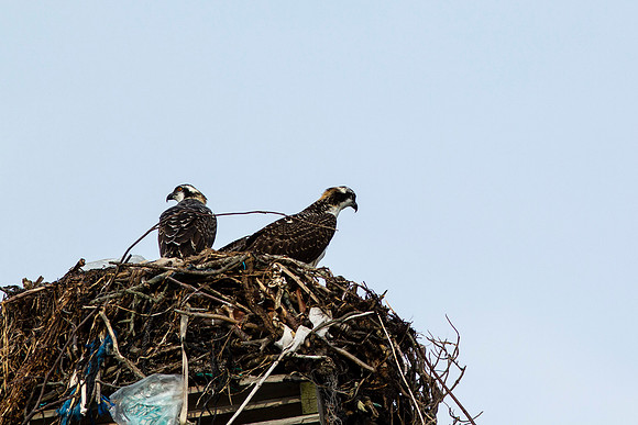 Osprey_0367