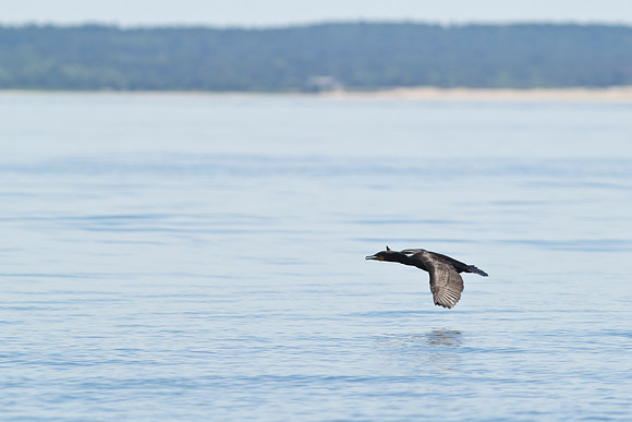 Shelter-Island_Double-crested-cormorant-2019_0101