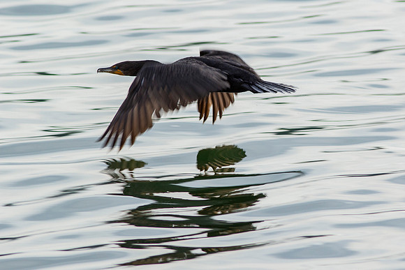 Double Crested Cormorant_0547