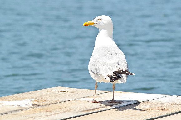 Shelter-Island_Great-Black-backed-Gull-2019_0181