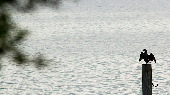 Double Crested Cormorant_0475