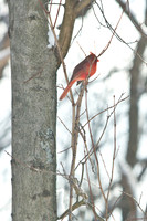Northern-Cardinal-male_January-2019-0436