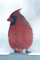 Northern-Cardinal-male_January-2019-0509