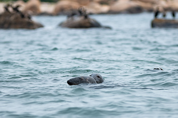 Shelter Island_2026_9249