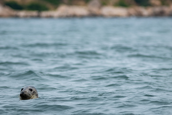 Shelter Island_2026_9424