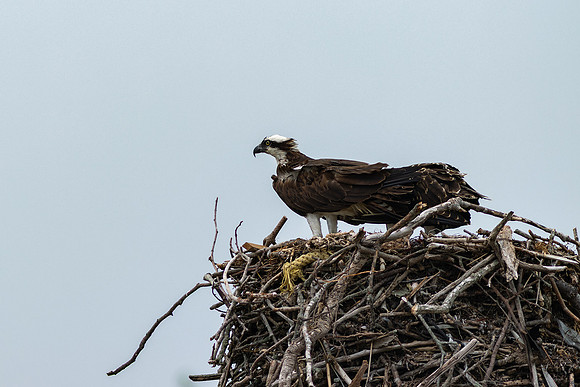 Shelter Island_2026_9526