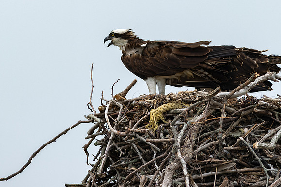 Shelter Island_2026_9535