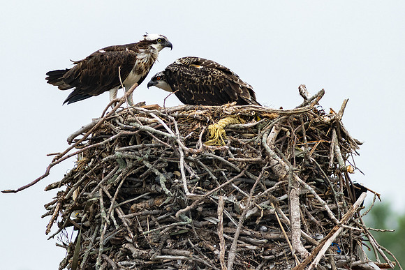 Shelter Island_2026_9564