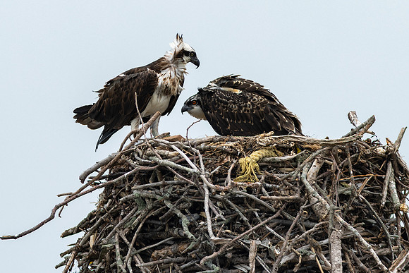 Shelter Island_2026_9569