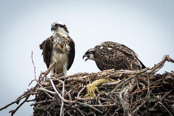 Shelter Island_2026_9571