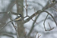Black-Capped-Chickadee-January-2019_0525