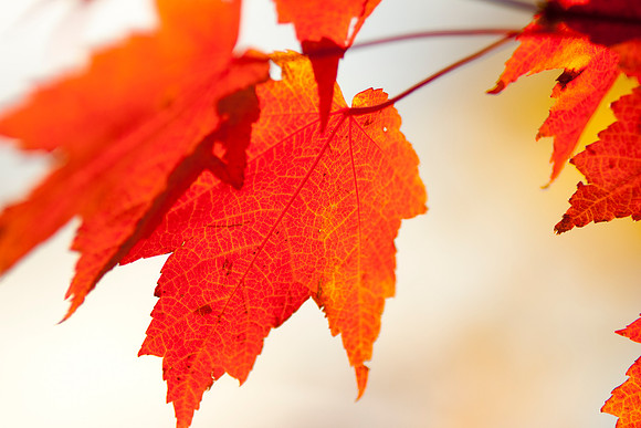 Autumn Red_3961