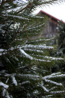 Snowy Tree_7657
