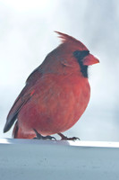 Northern-Cardinal-male_January-2019-0504