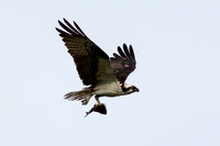 Osprey_0416