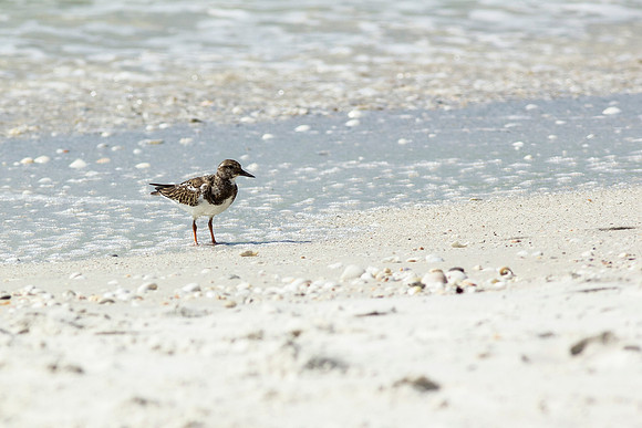 Shorebird_0714