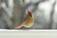 Northern-Cardinal-female_January-2019-0418