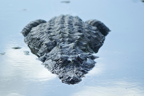 Alligator_0111