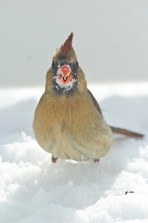 Northern-Cardinal-female_January-2019-0478