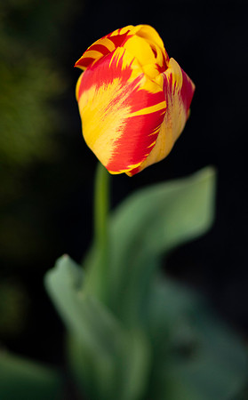 Tulips_1175