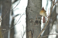 Northern-Cardinal-female_January-2019-0398