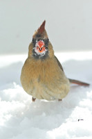 Northern-Cardinal-female_January-2019-0478