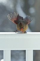Northern-Cardinal-female_January-2019-0381
