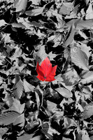 Red Leaf_6640