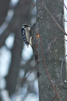 Hairy-Woodpecker_January-2019-0519