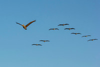 Pelicans_0525