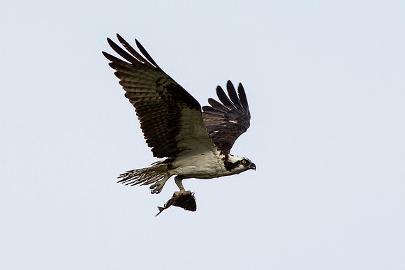 Osprey_0416