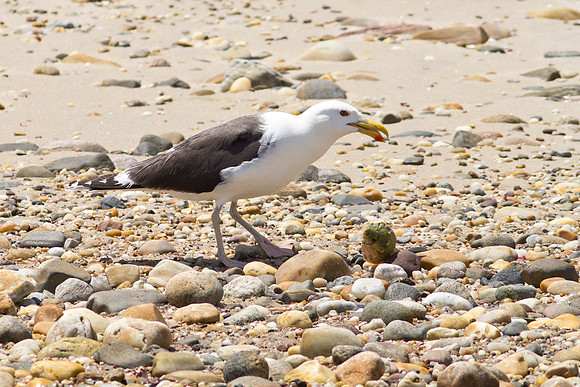 Shelter-Island-Great-Black-backed-Gull-2019_0068