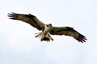 Osprey_0392