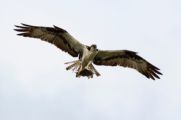 Osprey_0392