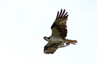 Osprey_0444