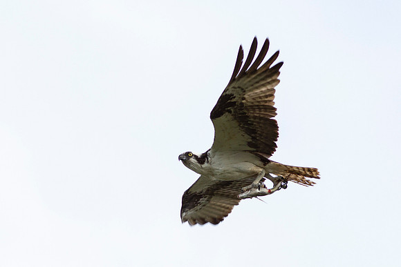 Osprey_0444