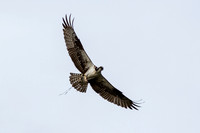Osprey_0427