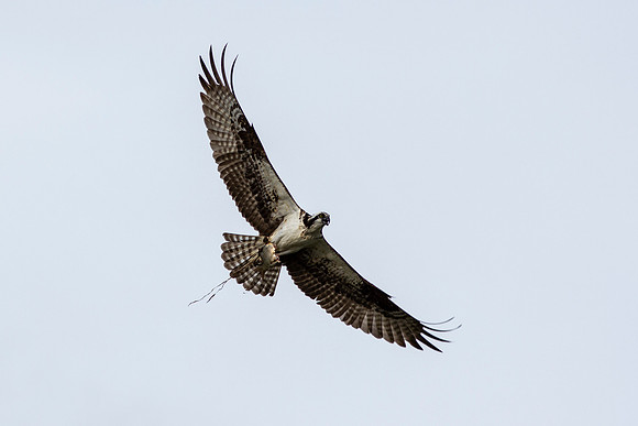Osprey_0427