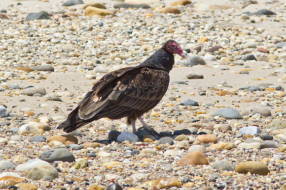 Shelter-Island-Turkey-Vulture-2019_0054