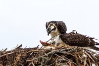 Osprey_0459
