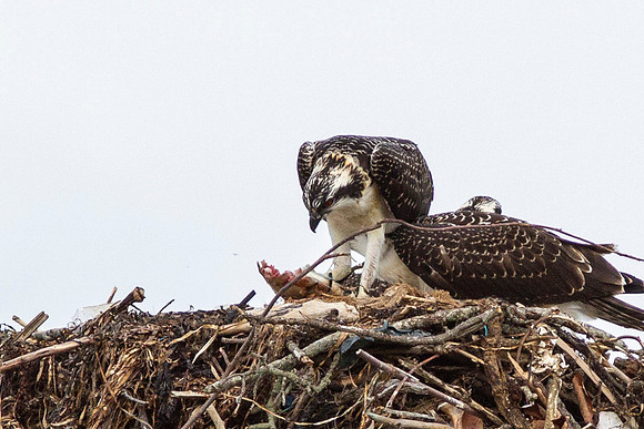 Osprey_0459