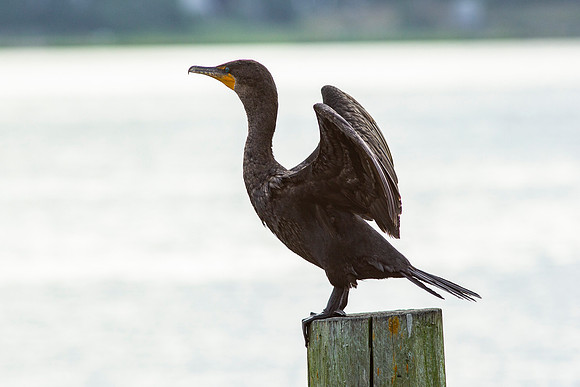 Double Crested Cormorant_0534