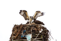 Osprey_0451