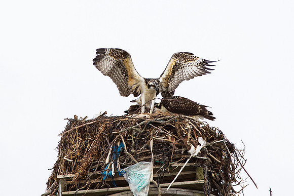 Osprey_0451