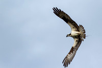 Osprey_0359