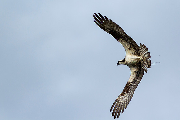 Osprey_0359