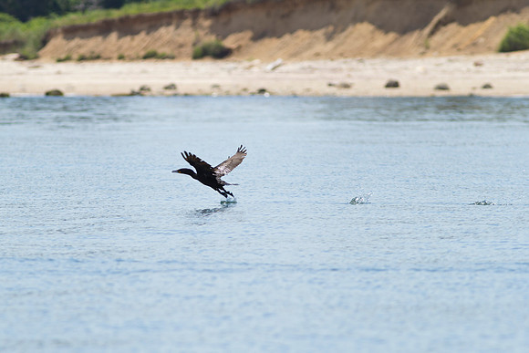 Shelter-Island_Double-crested-cormorant-2019_0108