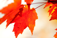 Autumn Red_3961