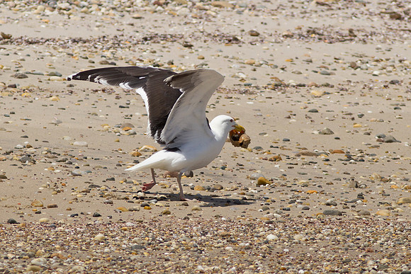 Shelter-Island_Great-Black-backed-Gull-2019_0084